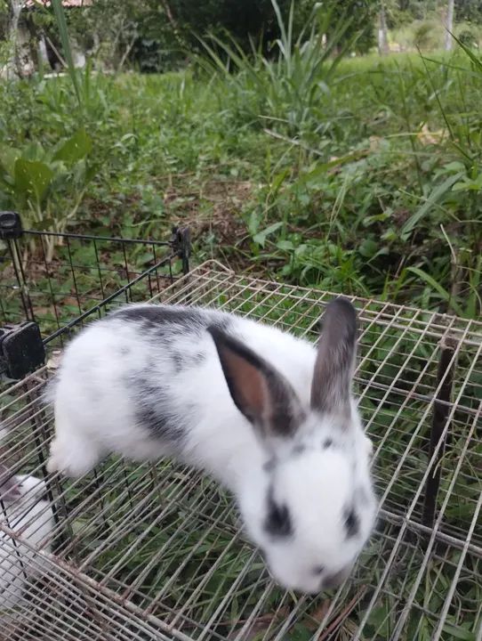Coelhos fofinhos para adoção! - Foto 6