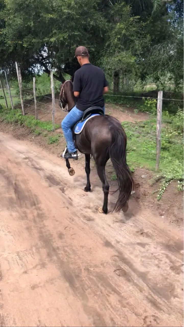 Égua mangolina 