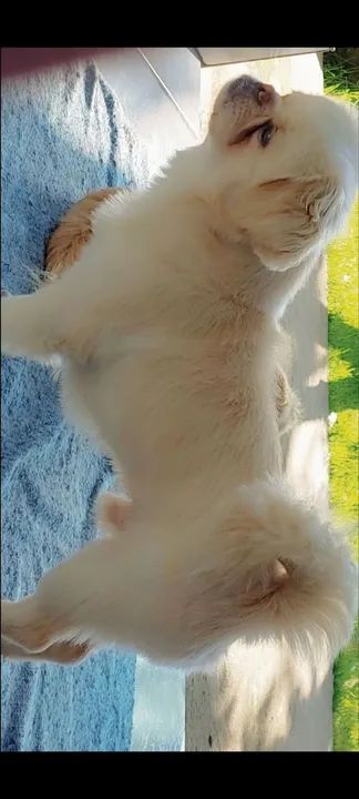 Macho /cruza - Foto 2