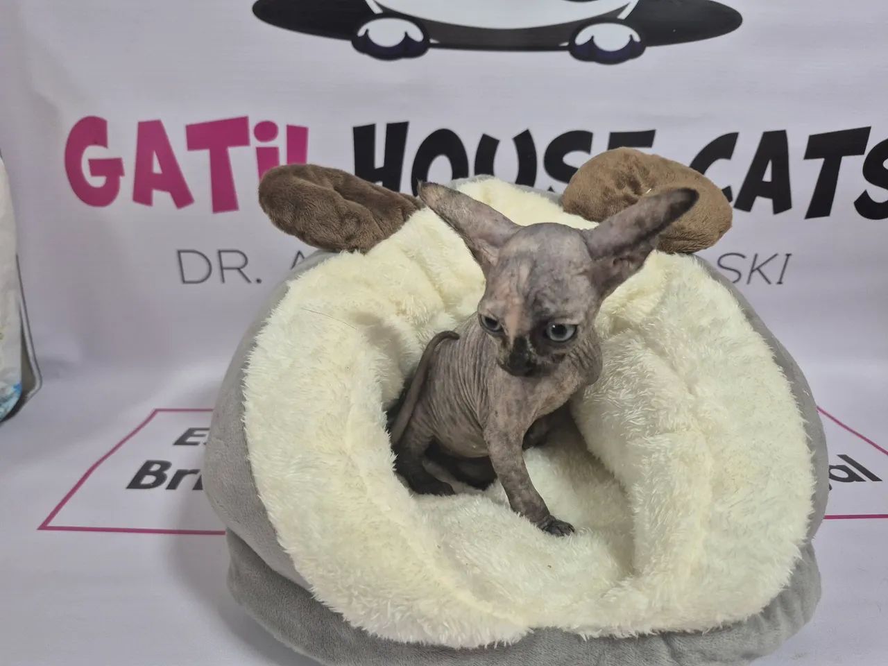 Gatinho Sphynx - Fêmea blue tortie