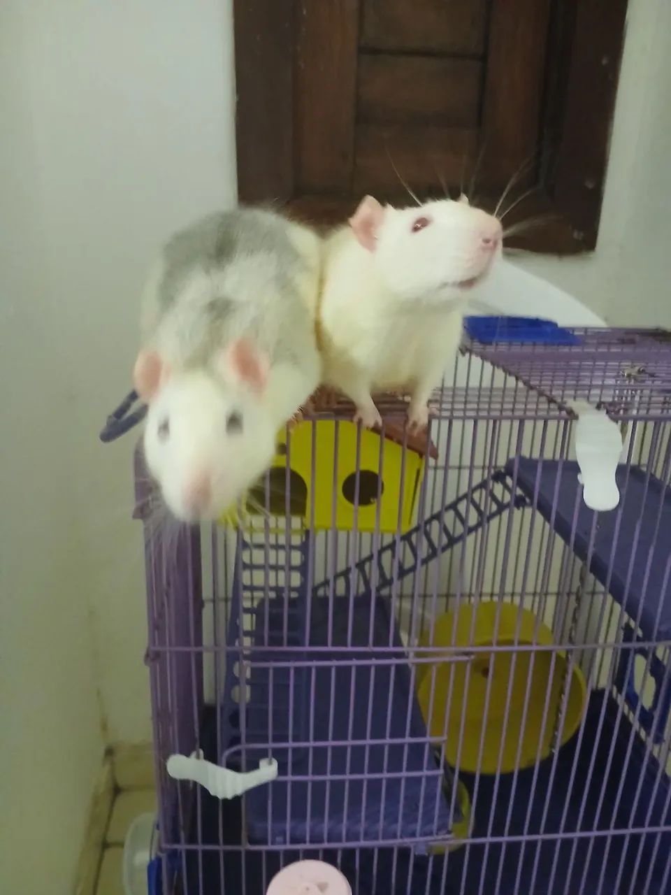 Dois ratos brancos em gaiola - Foto 2