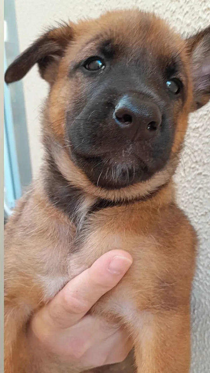 Filhote de Pastor belga malinois disponível para adoção