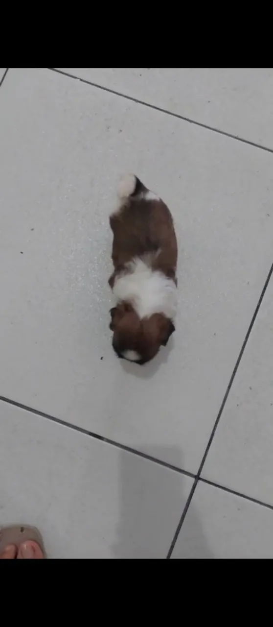 SHIH TZU FÊMEA pura