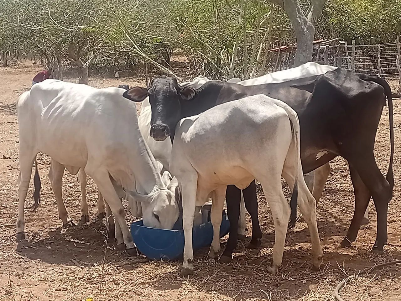 Vendo 4 Novilhas e um Boi