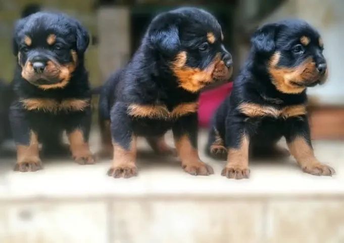 Lindos filhotes rottweiler  - Foto 4
