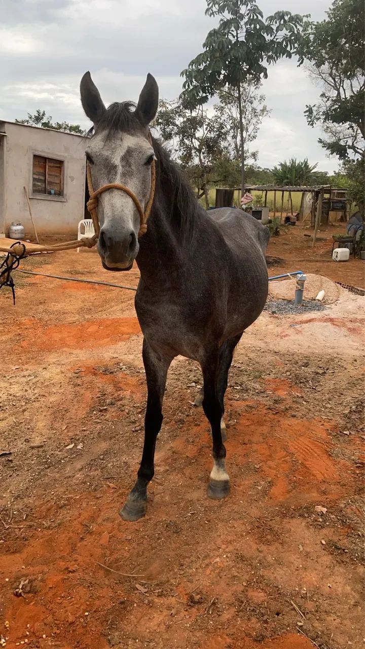 Vendo 2 égua e 1 cavalo - Foto 3