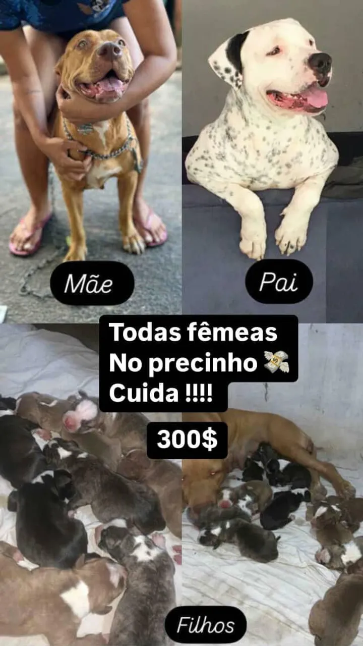 Filhotes pit bull tradicional