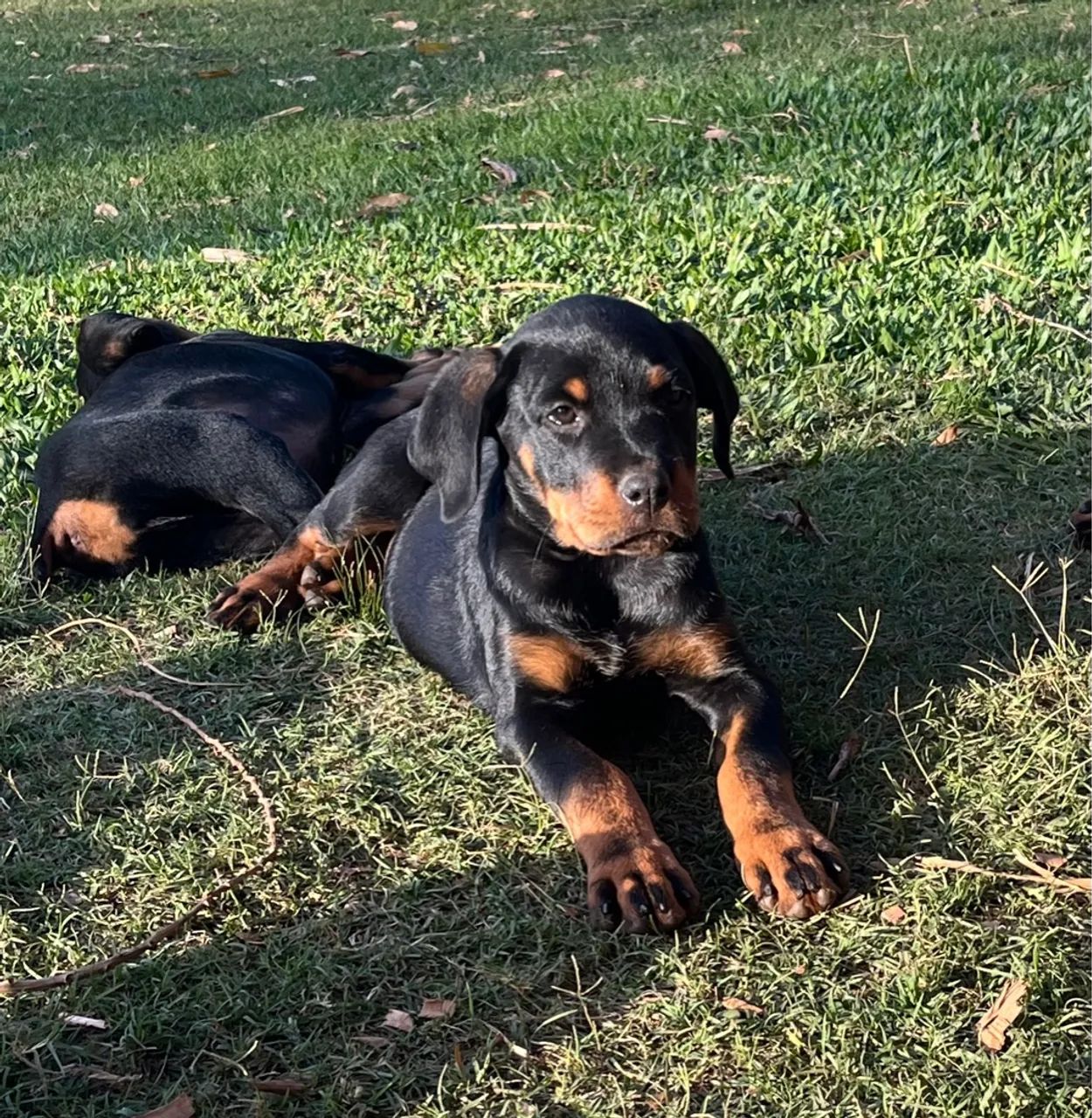 Filhotes de Rottweiler - Foto 5