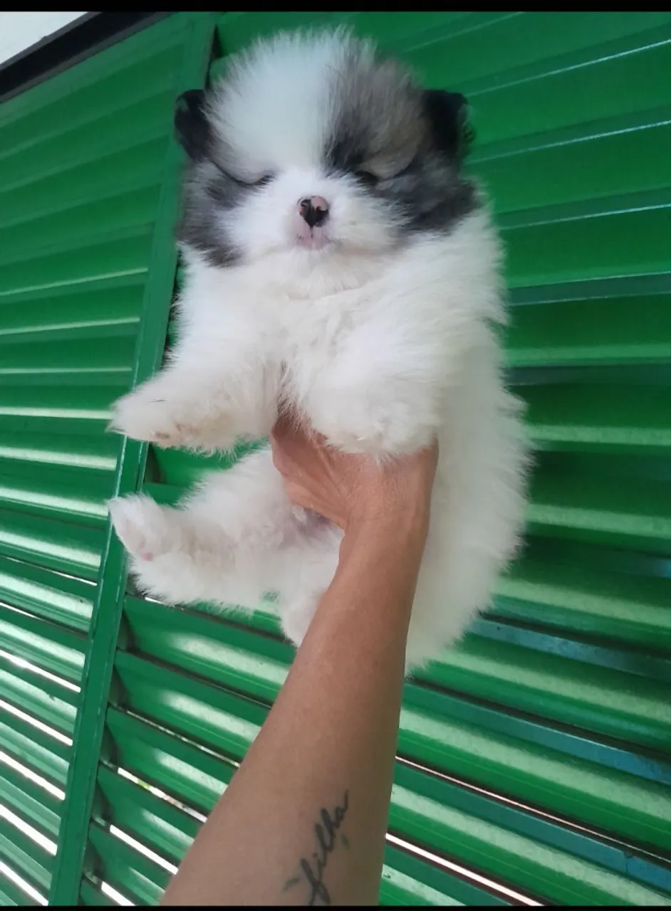 Spitz Alemão Anão mini ursinhos machos e fêmeas