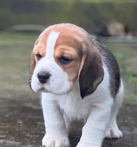 Beagle filhotes disponíveis - lindos e maravilhosos