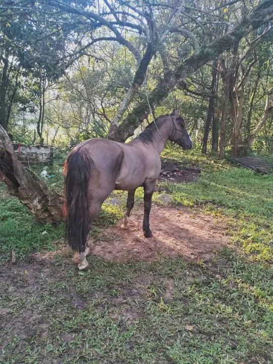 Cavalo crioulo  - Foto 4