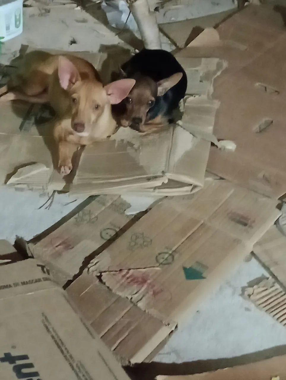 Filhote de Pinscher fêmea marrom