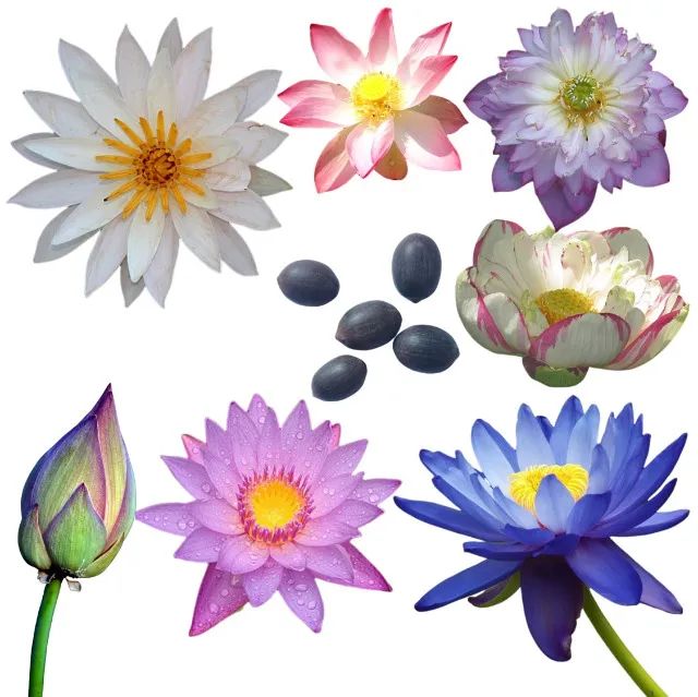 5 Sementes Flor De Lótus Nelumbo Nucifera Ninféia