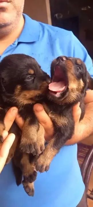 Filhotes de Rottweiler - Foto 3