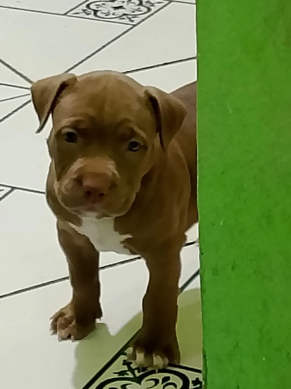 Filhote de Pitbull fêmea