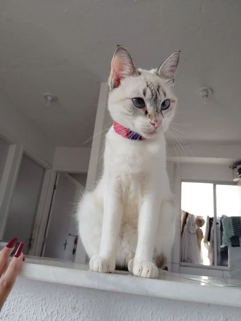 Gatas para adoção  - Foto 3