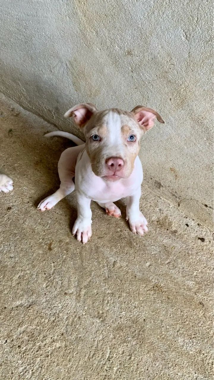 PIT MONSTER MERLE (VALOR NEGOCIÁVEL)