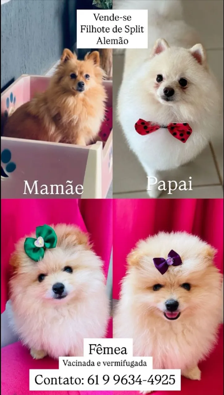 Filhotes de Spitz Alemão disponíveis!