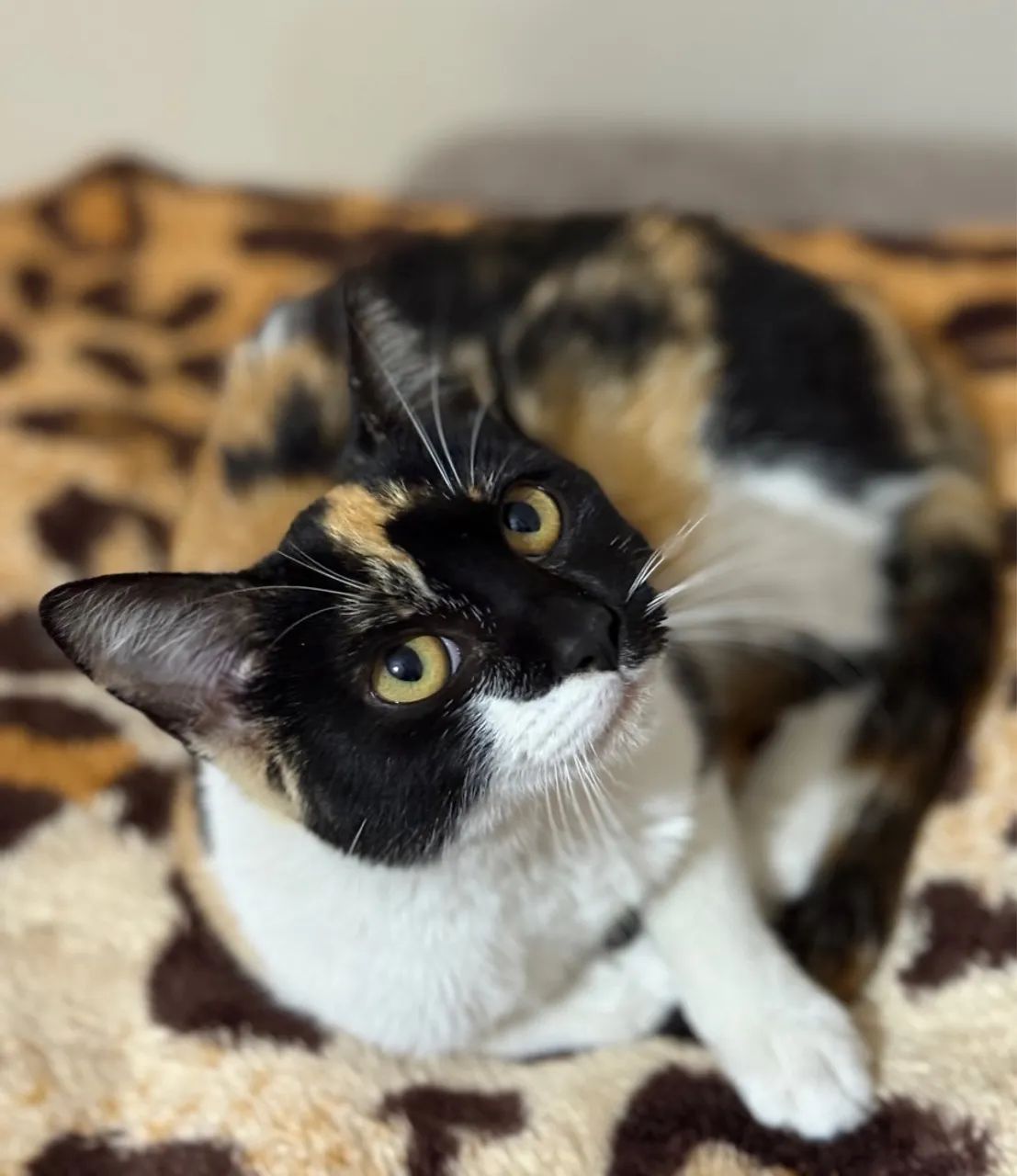 Gato fêmea jovem/filhote - Foto 2