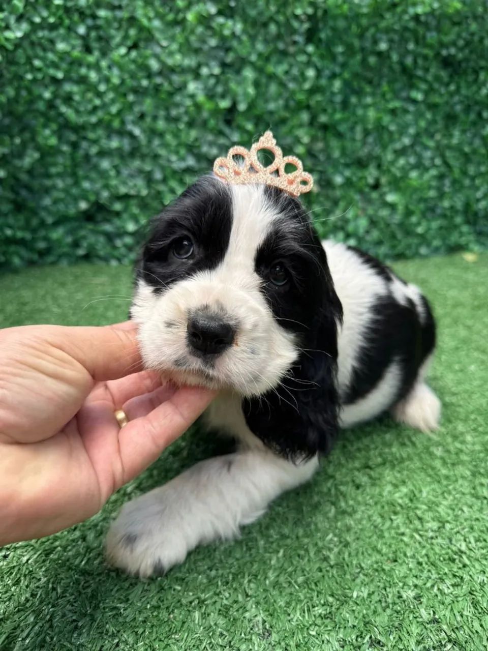 Cocker Spaniel macho - Foto 4