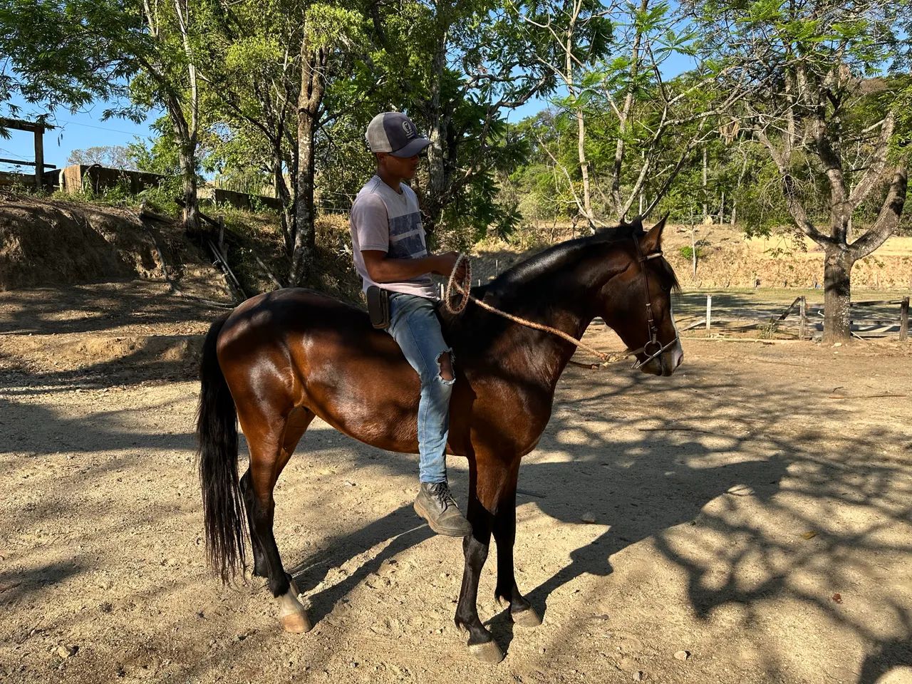 MANGALARGA REGISTRADO - Foto 4