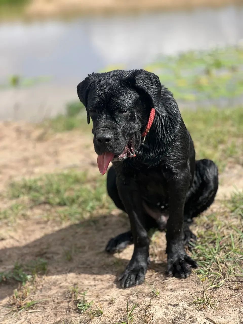 Cane corso com 4 meses   - Foto 4