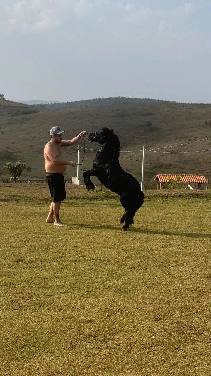 Pônei preto  - Foto 3