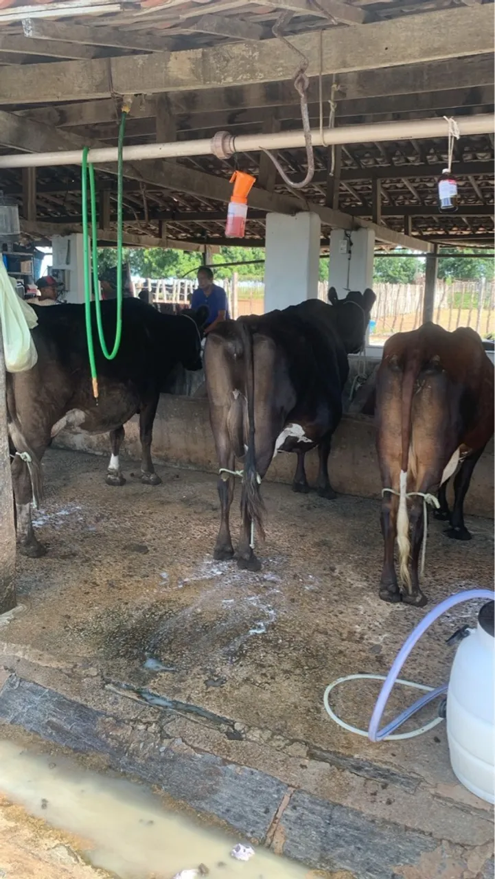 Vacas , Novilhas , Garrotas , Bezerros no Ceará