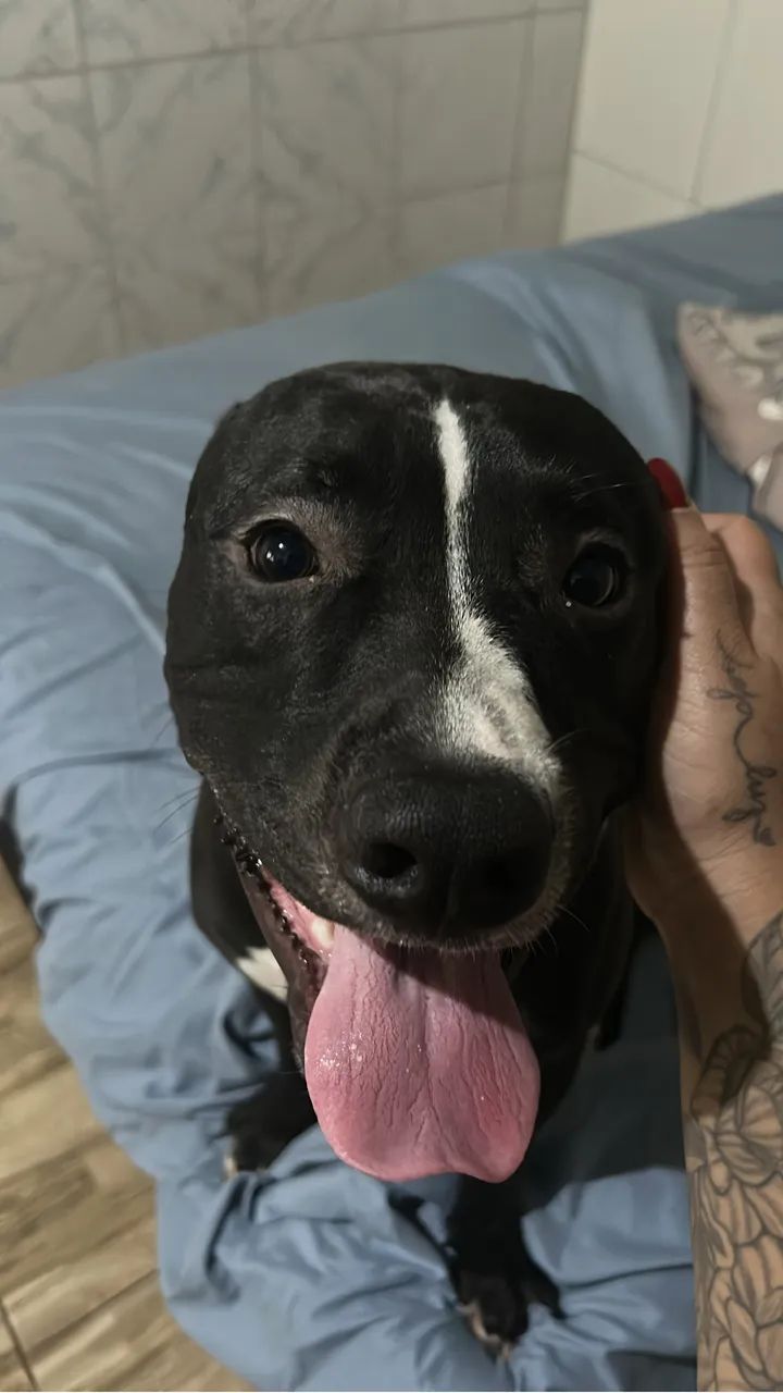 Pitbull Stafordshire 