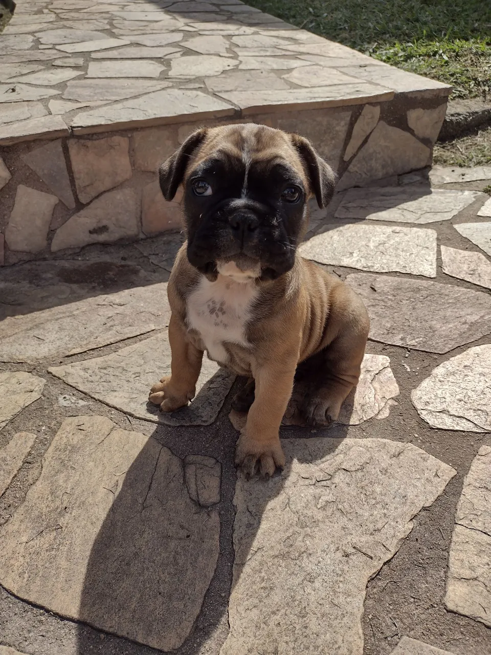 Filhote de Bulldog francês macho