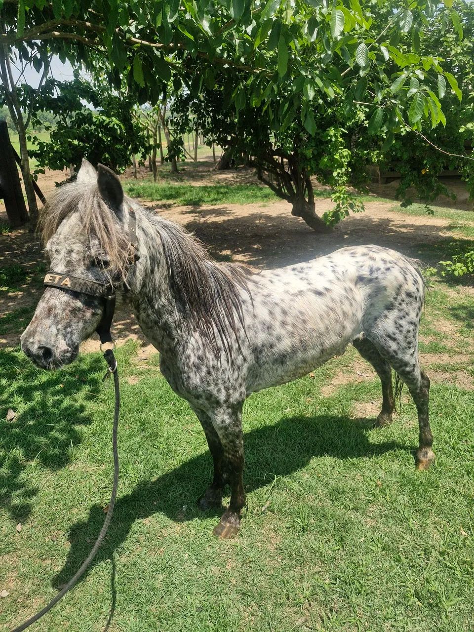 Mini ponei apalosa - Foto 5