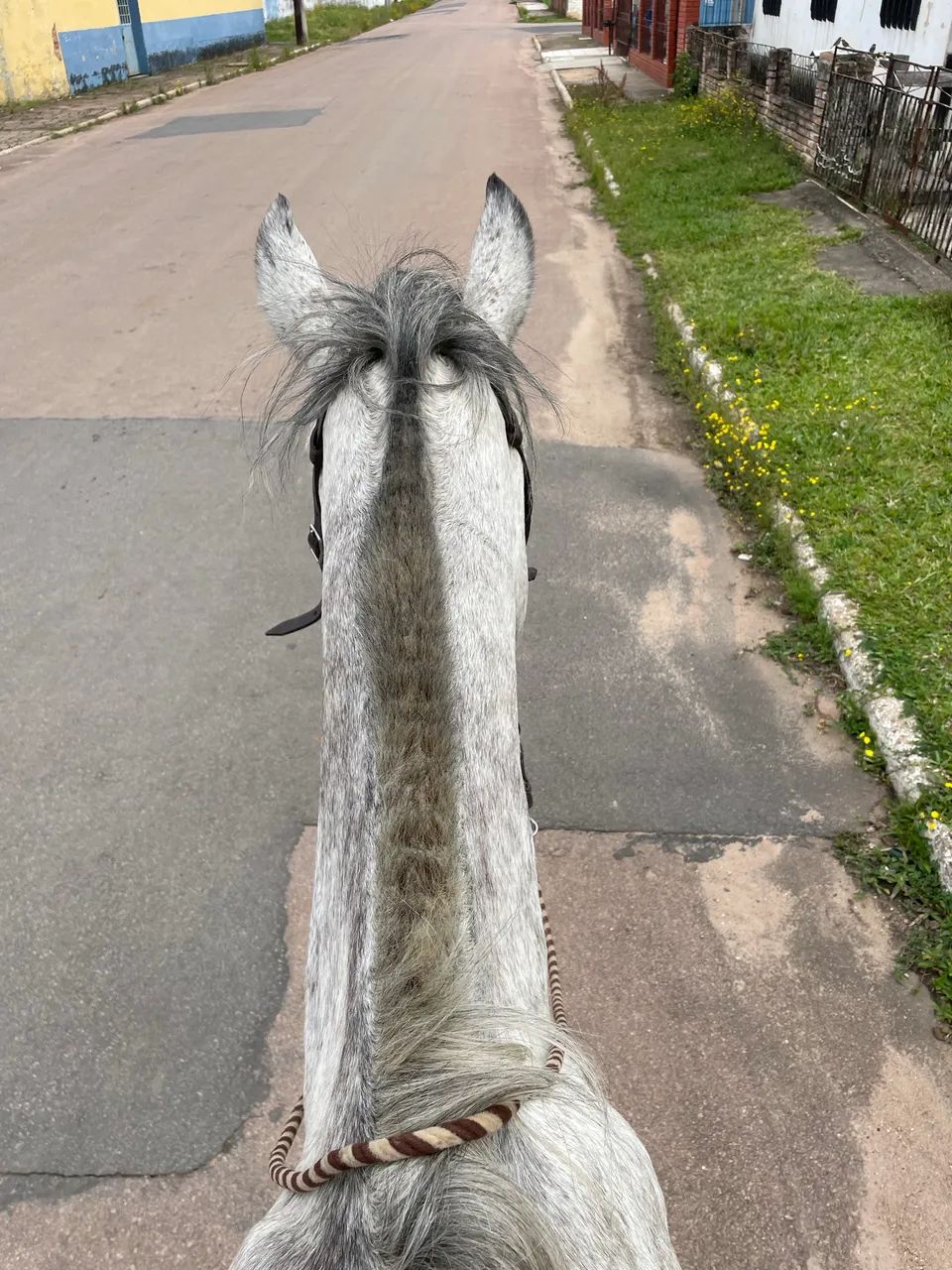 Cavalo tordilho negro  - Foto 4