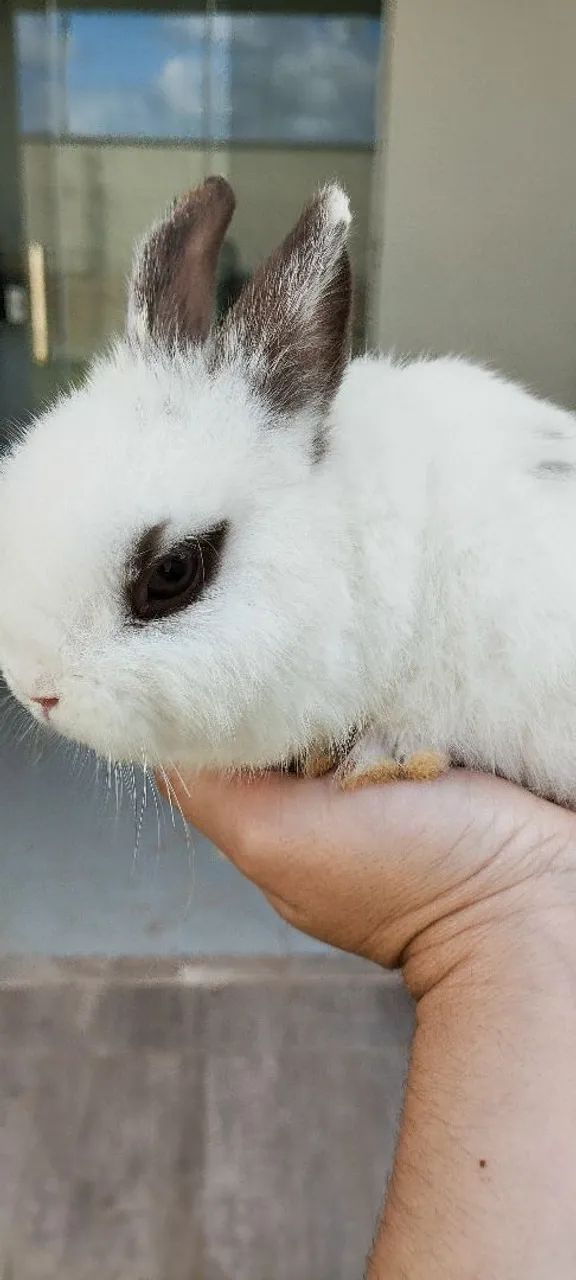 Mini coelho  - Foto 2