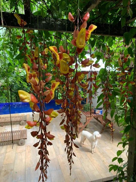Sítio com piscina e área verde em local tranquilo - Foto 3