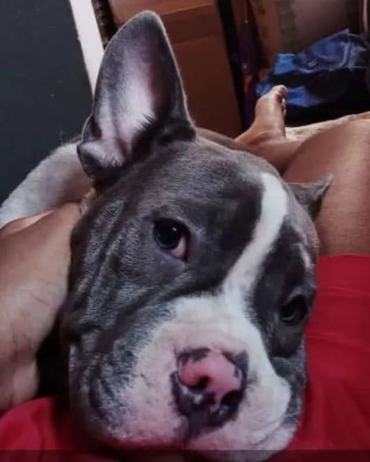 American bully blue  - Foto 2