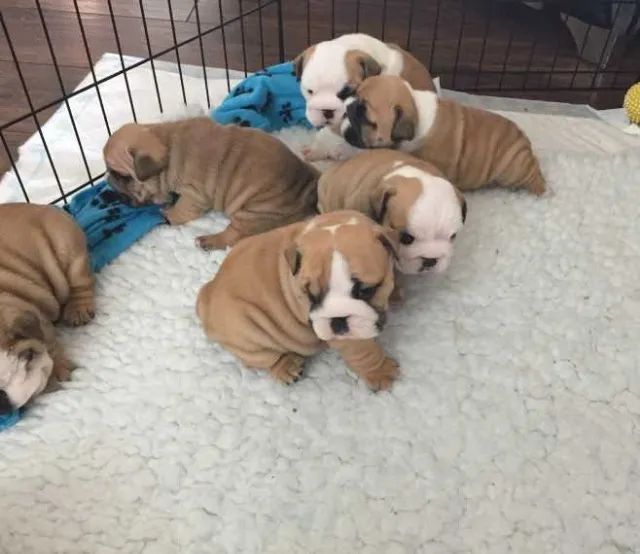 Bulldog ingles Padrão CBKC - Foto 2