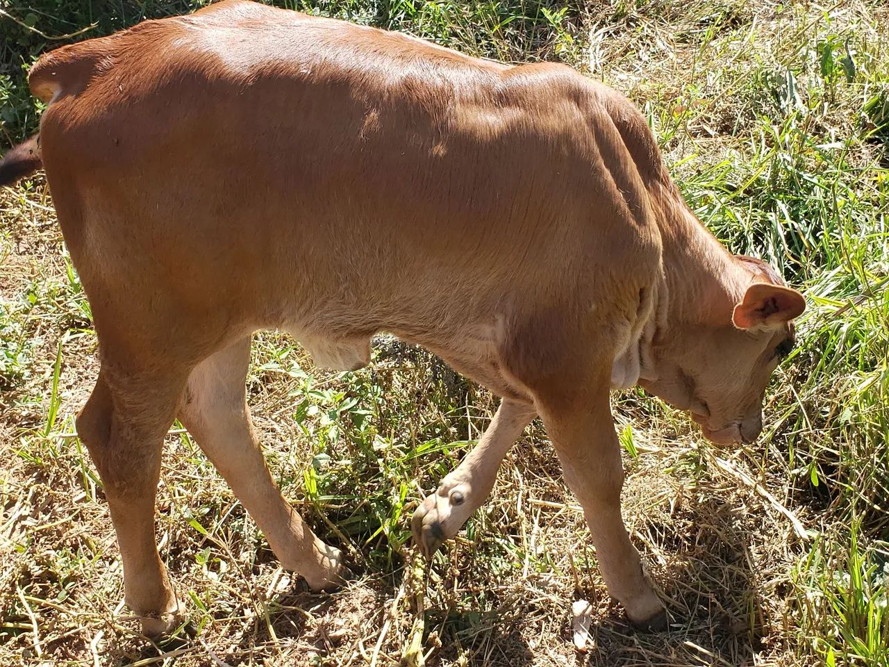 Linda Gersolanda c/ bezerra ao pé - Foto 6