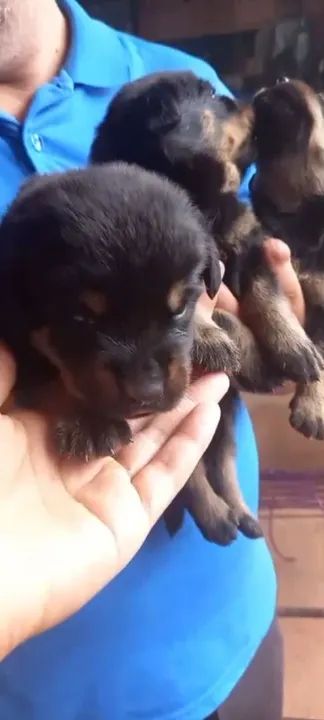 Filhotes de Rottweiler - Foto 5