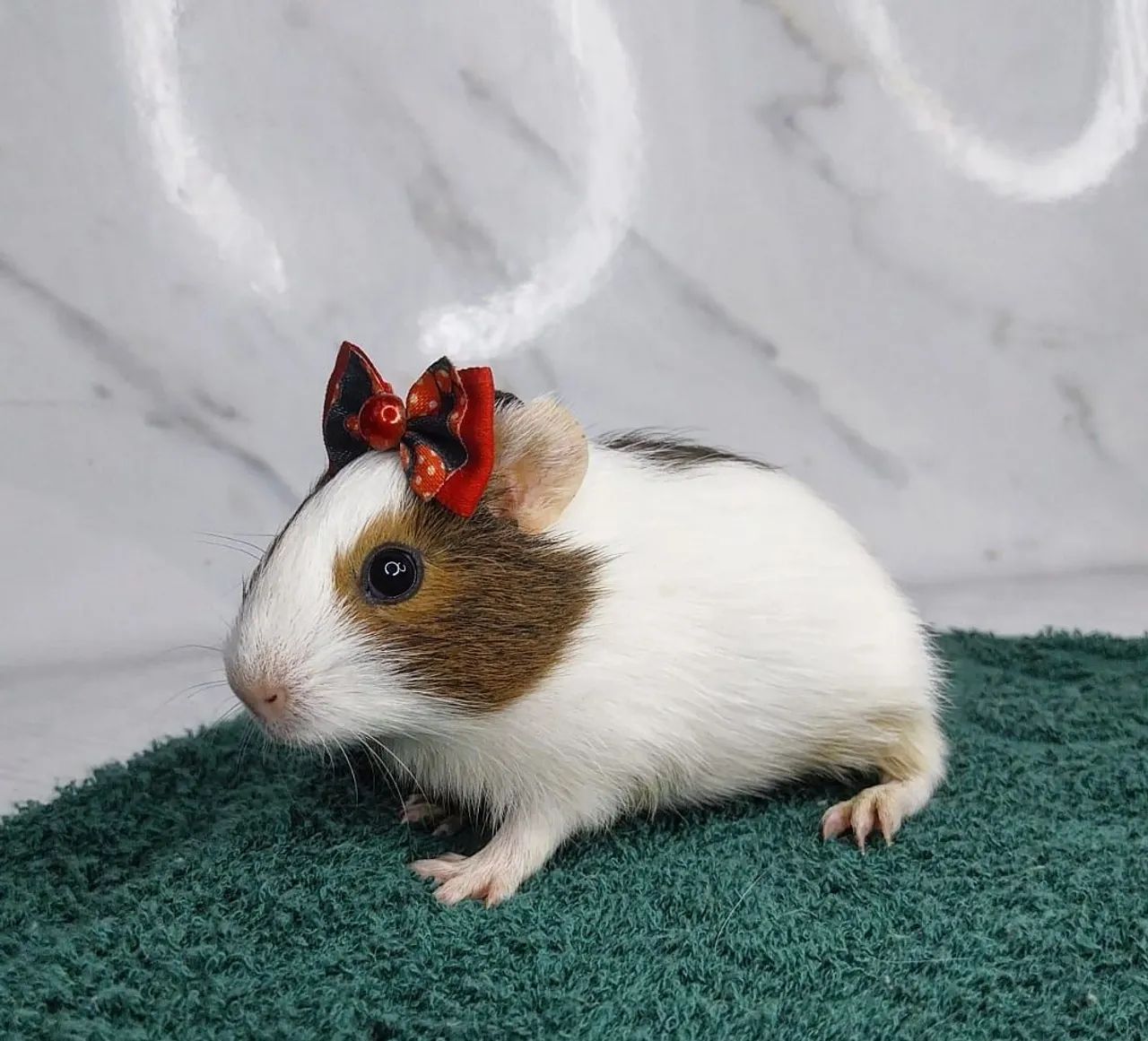 Porquinha da Índia inglês - Foto 3