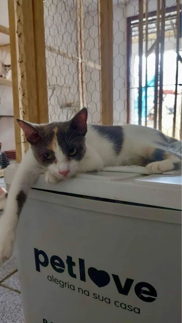 Gata castrada, vacinada MUITO carinhosa   - Foto 5