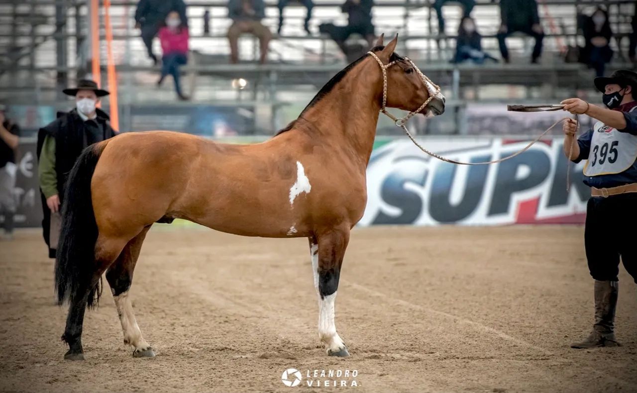 Cavalo Crioulo - Foto 4