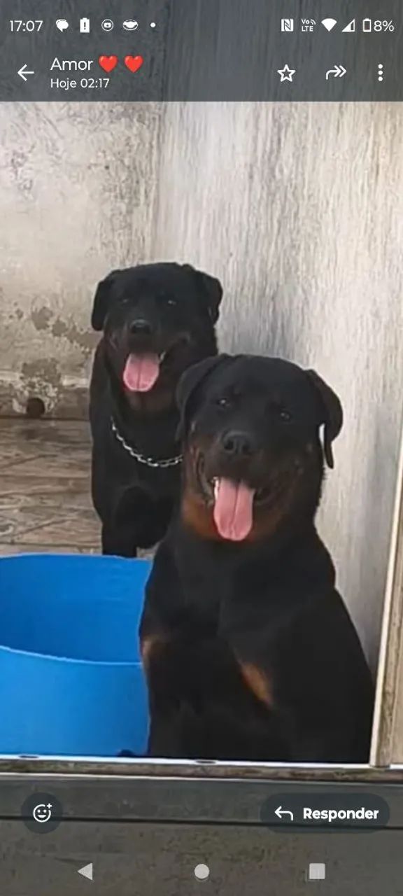 Rottweiler  - Foto 5