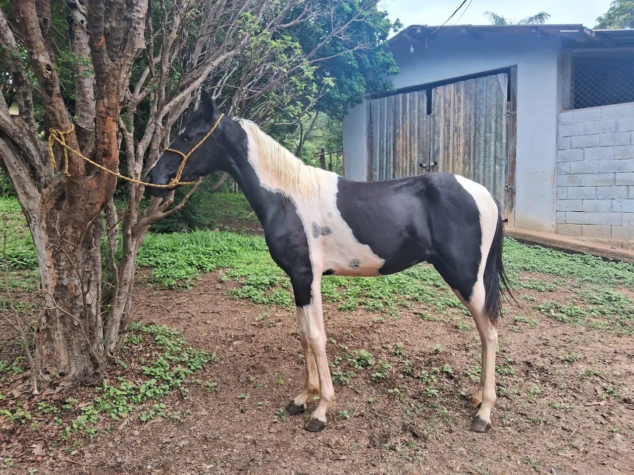 Potro mangalarga pampa de preto  - Foto 2
