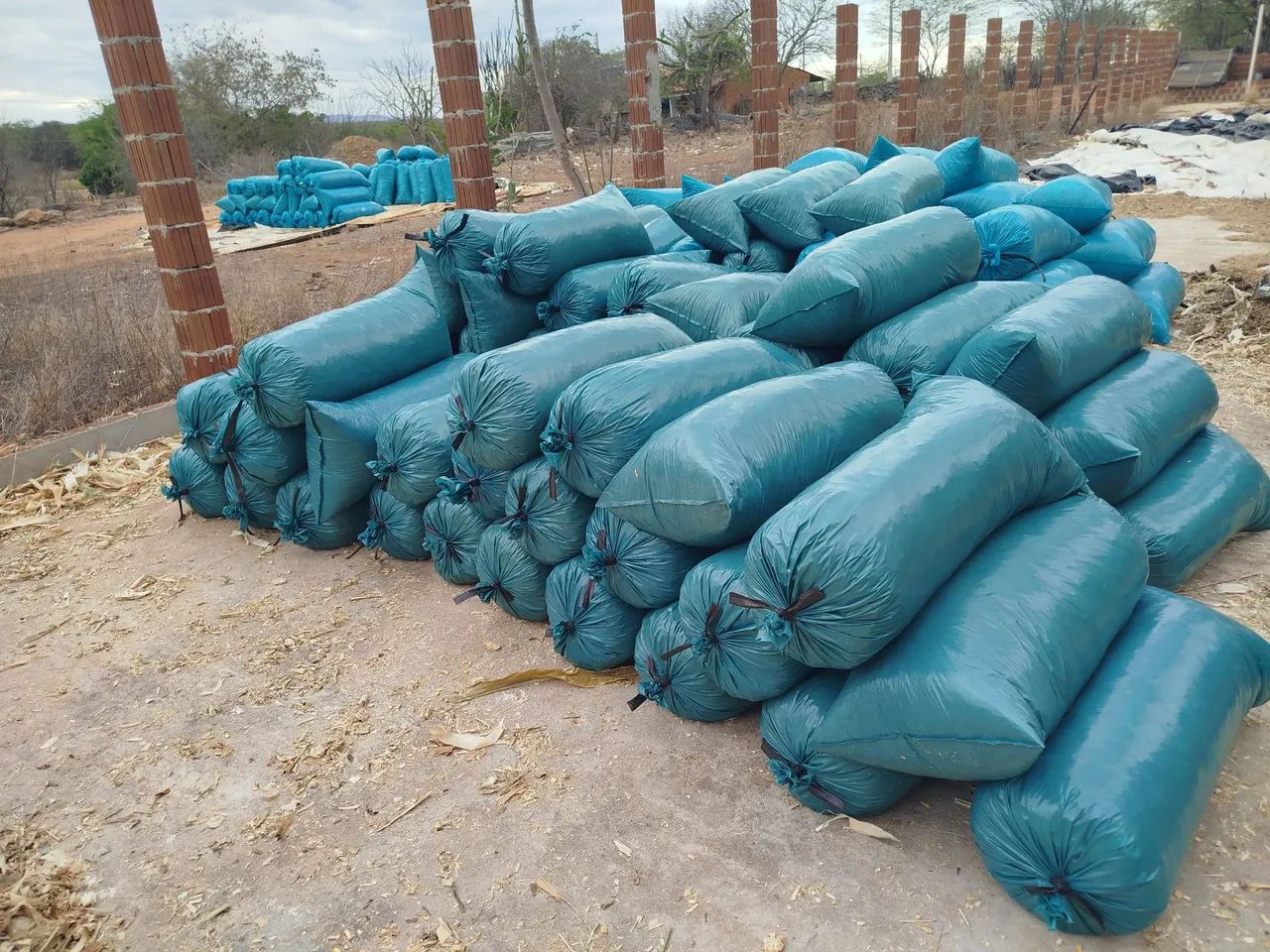 Silagem de milho com espiga - Foto 2