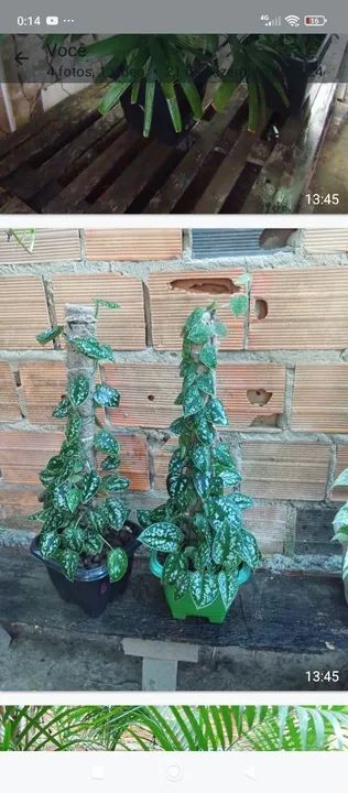 Mudas de Pothos - Foto 6