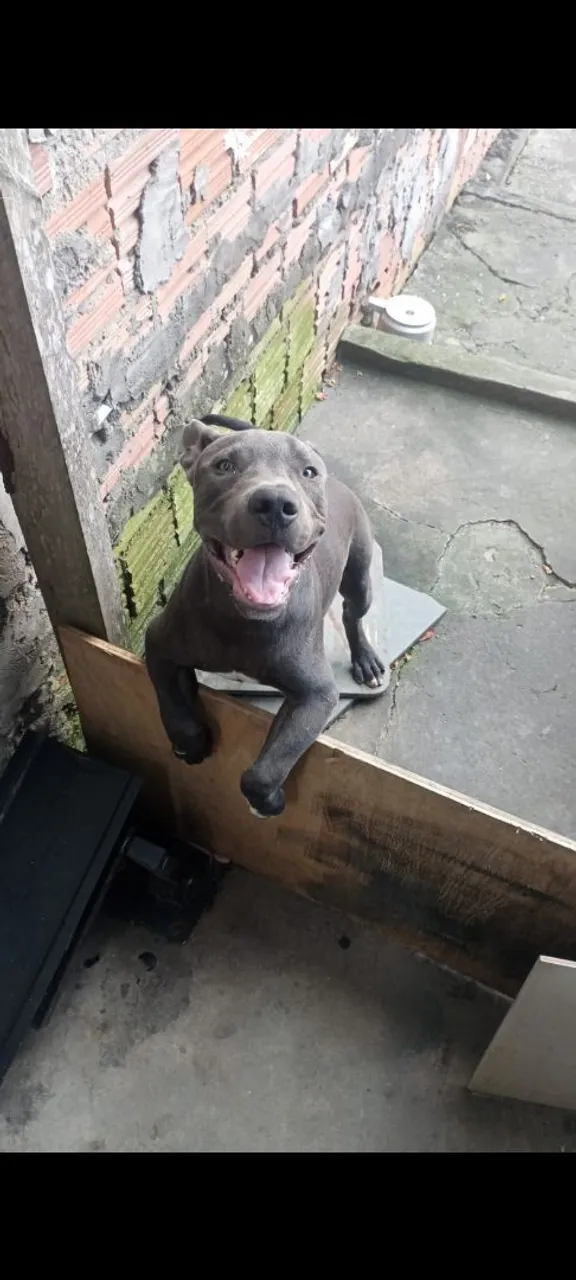 Pitbull preto,olhos azuis Macho