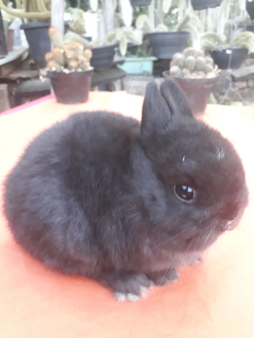 Coelho anão importado 64551630002819120