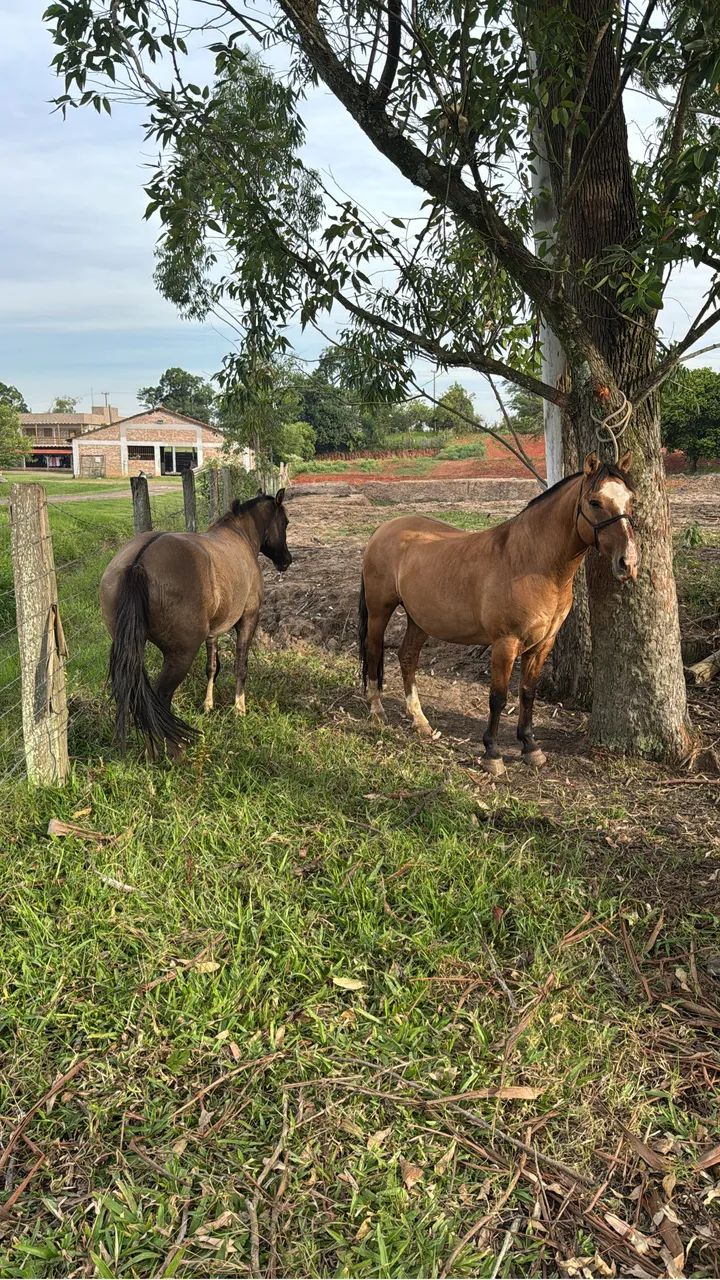 Vendo cavalo Crioulo - Foto 3
