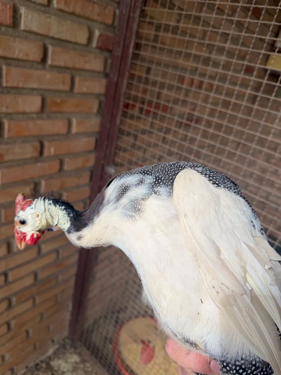 Galinha da Angola  - Foto 2