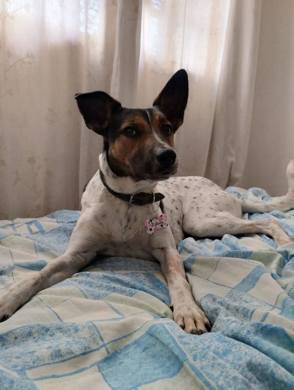 Doa-se cachorrinha  - Foto 3